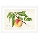 Royal Charles Steadman – Peach Twig (Prunus persica) (1918) thumbnail