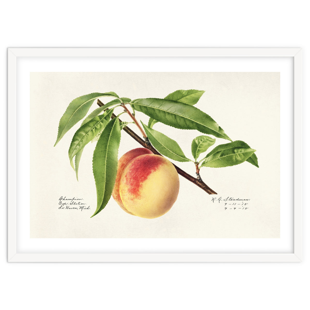 Royal Charles Steadman – Peach Twig (Prunus persica) (1918)