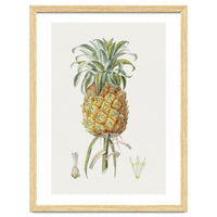 Pineapple (Hand Drawn Botanical Illustration)