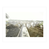 LIVING TOGETHER - WHITE COWS FAMILY (Print Only) thumbnail