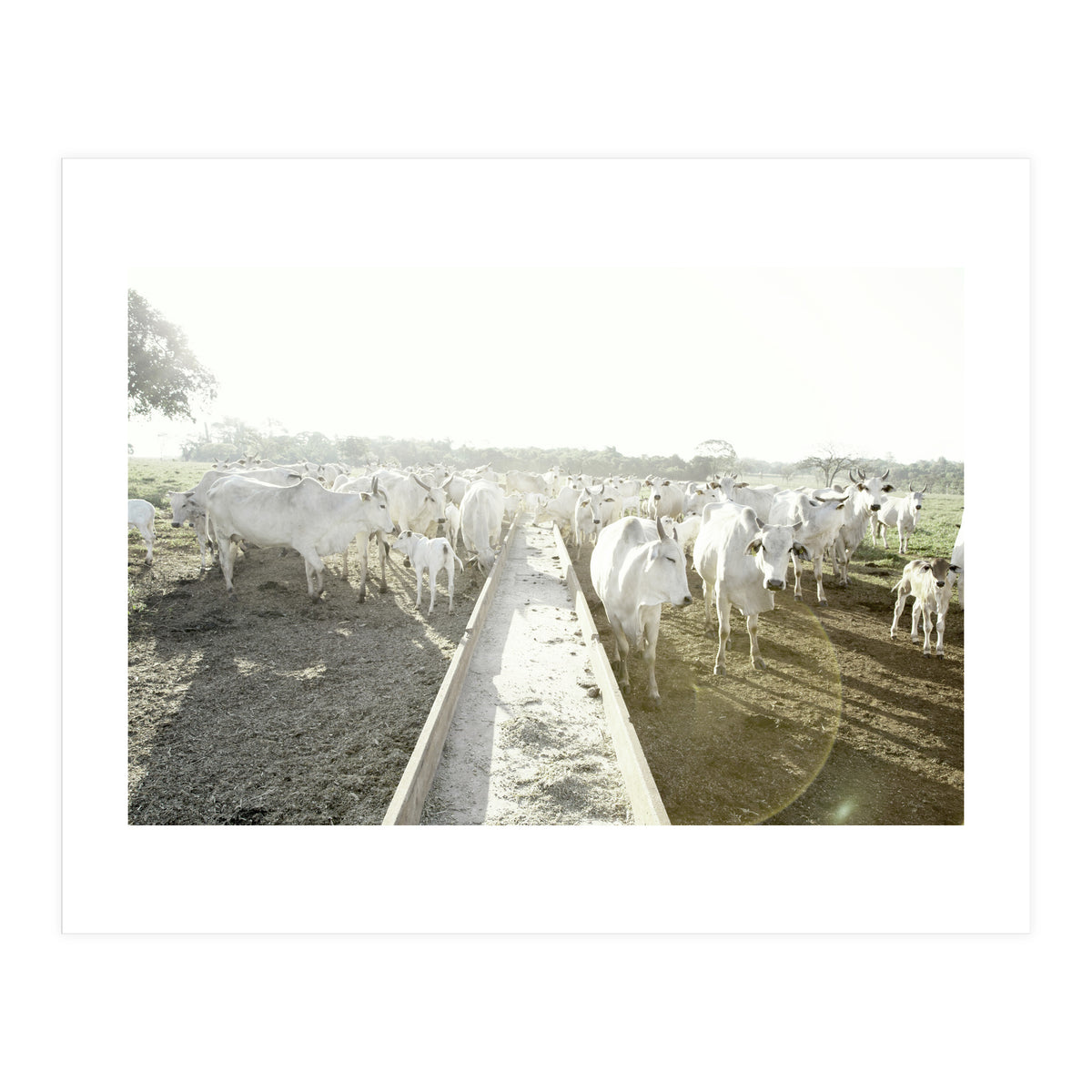 LIVING TOGETHER - WHITE COWS FAMILY (Print Only)