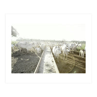 LIVING TOGETHER - WHITE COWS FAMILY (Print Only)