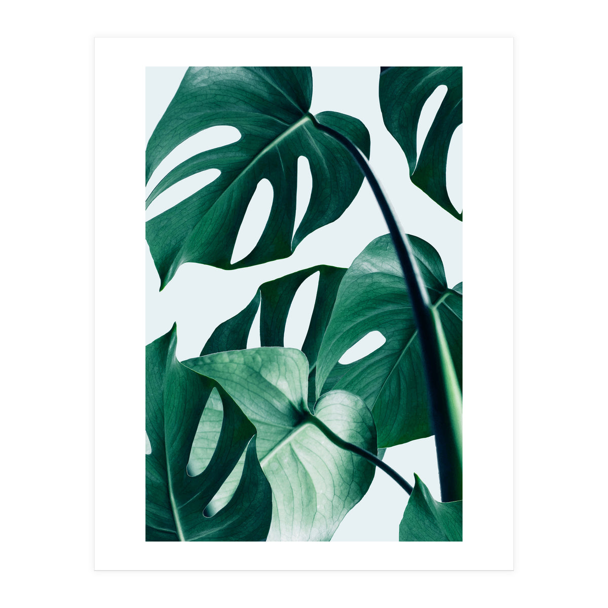 Monstera Tropical Photography Digital Art, Minimal Nature Jungle Botanical Leaves (Print Only)
