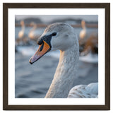 Majestic Swan Portrait In Snowy Waters thumbnail