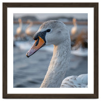 Majestic Swan Portrait In Snowy Waters