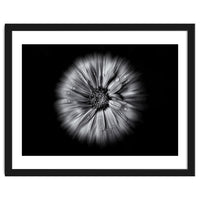Backyard Flowers In Black And White No 10 Flow Version