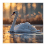 Majestic Swan Gliding On Water At Sunset (Print Only) thumbnail