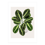 Maranta Plant (Print Only) thumbnail