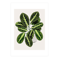 Maranta Plant (Print Only)