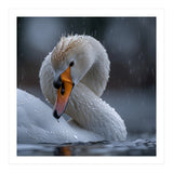 White Swan Bird With Water Droplets In Rain (Print Only) thumbnail