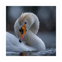 White Swan Bird With Water Droplets In Rain (Print Only)
