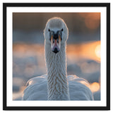 Close Up Portrait Of A Majestic Swan thumbnail