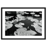 Lotus Pond | Black & White Landscape thumbnail