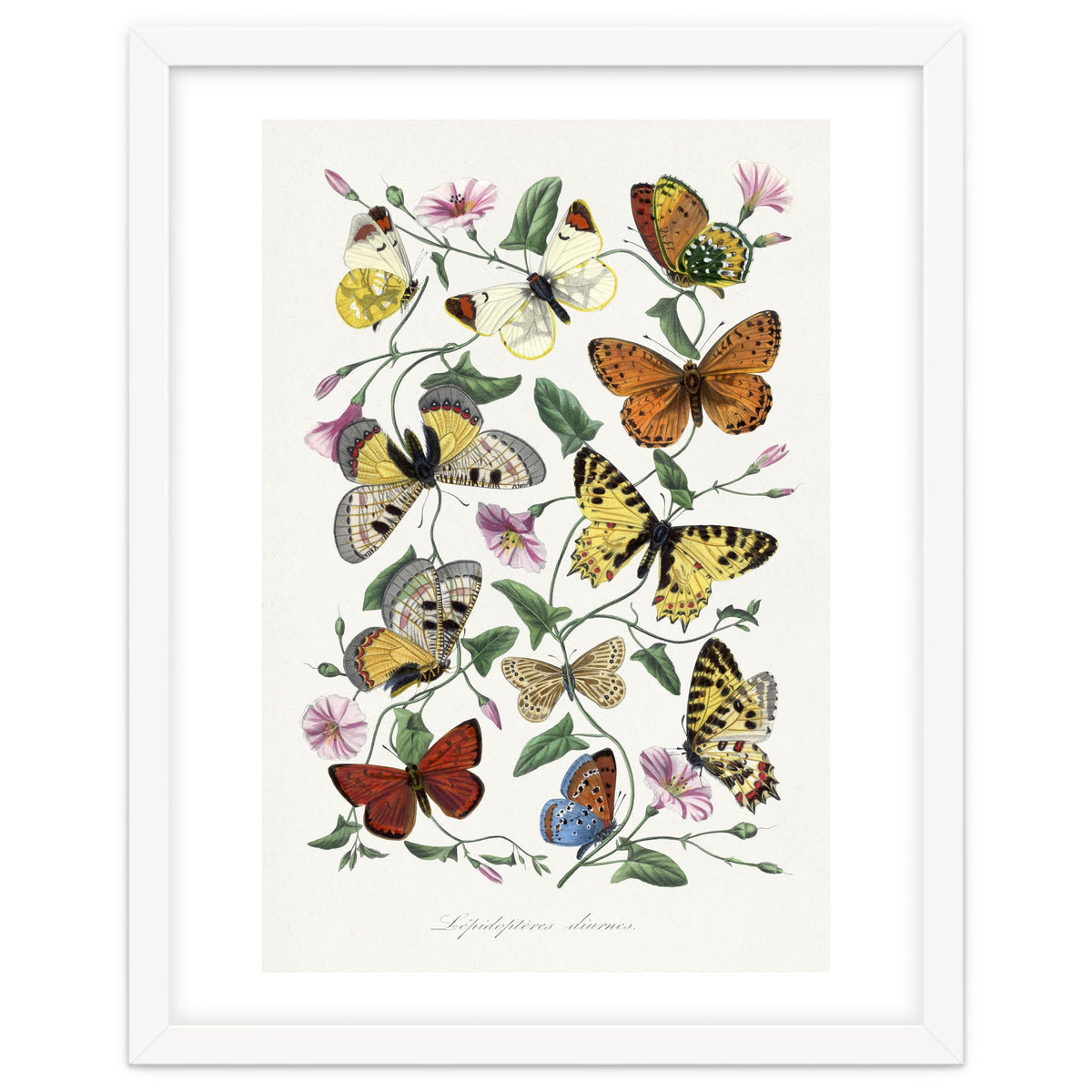 Paul Gervais – Butterfly and Moth Natural History Illustration (1842)