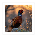Pheasant Bird Standing On Rock Sunrise Light (Print Only) thumbnail