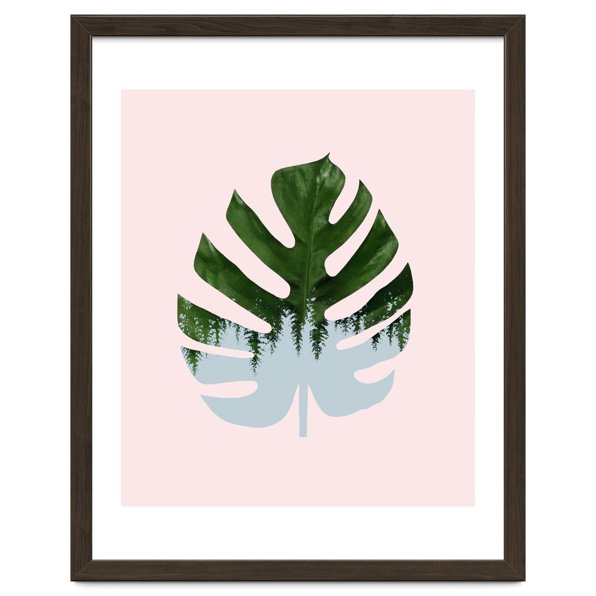 Monstera