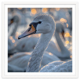 Majestic Swan Close Up With Water Droplets thumbnail