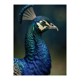 Peacock Portrait Photography (Print Only) thumbnail