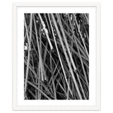 Black Tectorius Plant Shoots Art thumbnail