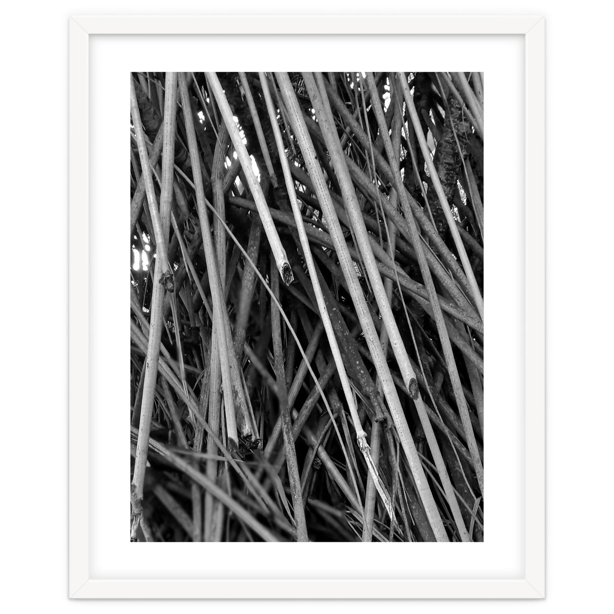 Black Tectorius Plant Shoots Art