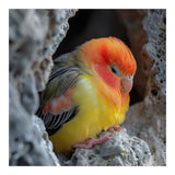 Cute Lovebird Perched On A Rock In A Cave (Print Only) thumbnail