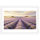 Provençal Sunset: Lavender Field Landscape thumbnail
