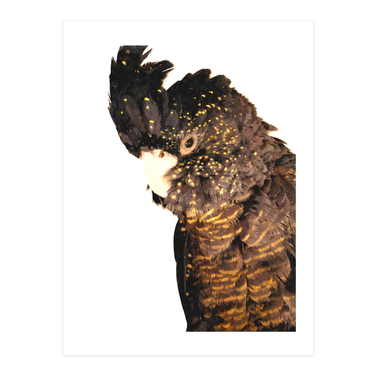 Black Cockatoo  (Print Only)