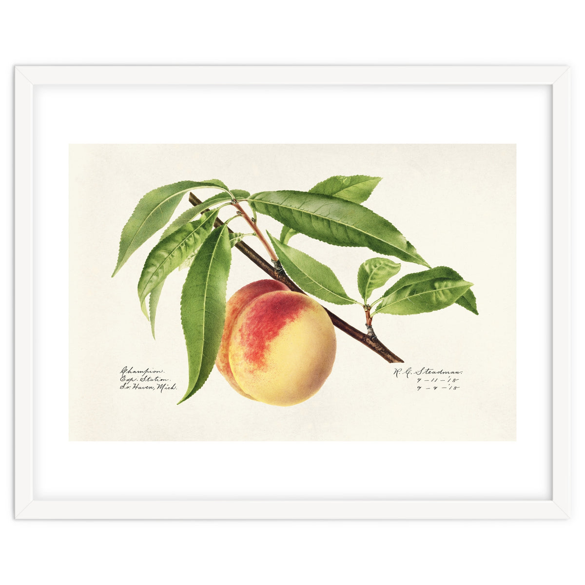 Royal Charles Steadman – Peach Twig (Prunus persica) (1918)