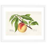 Royal Charles Steadman – Peach Twig (Prunus persica) (1918)
