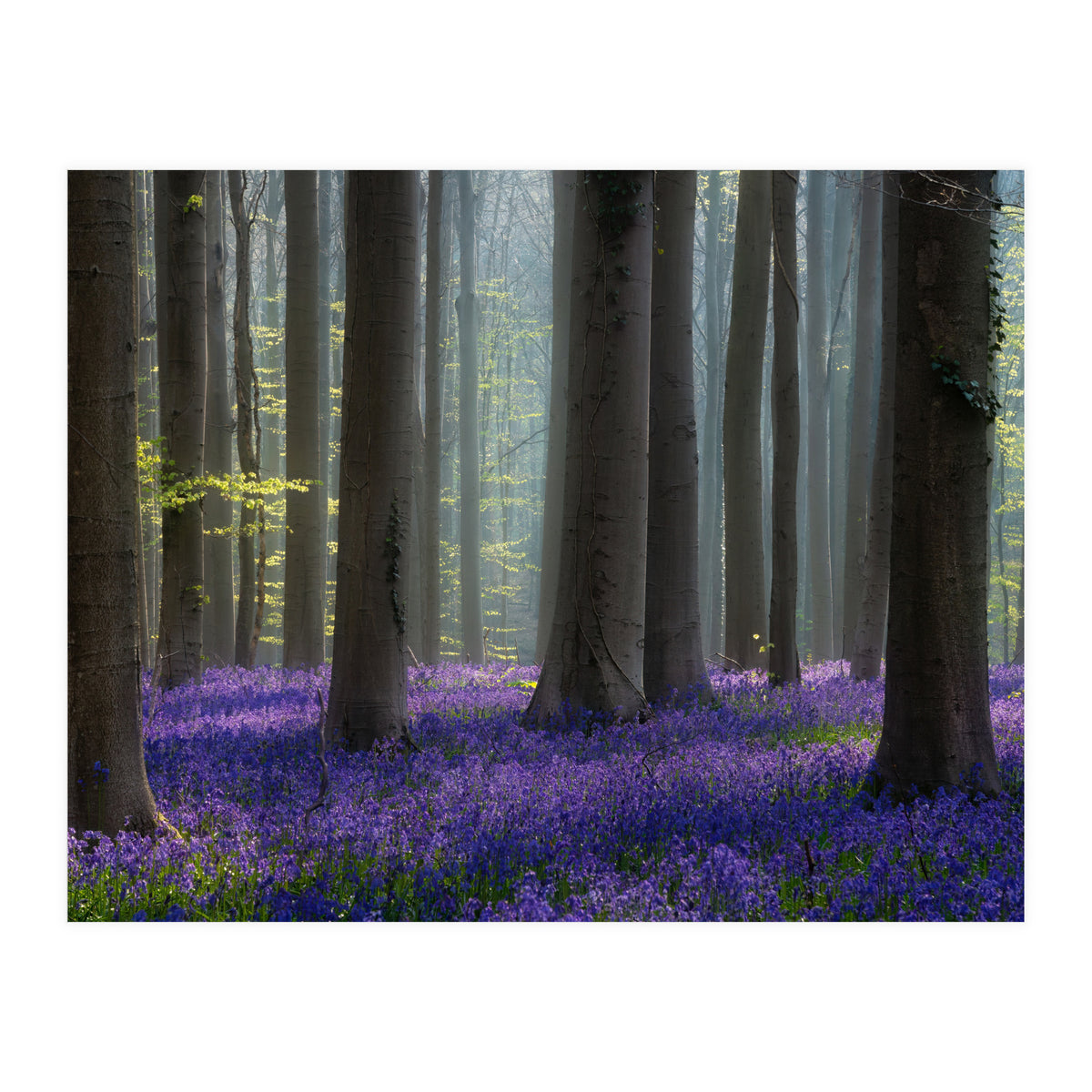 Bluebell forest (Print Only)
