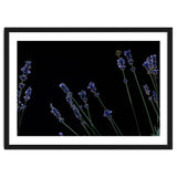 Honeybee and lavender thumbnail