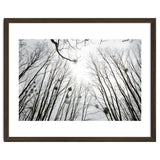 Bare trees in the winter sky thumbnail