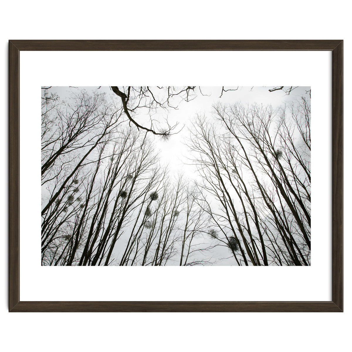 Bare trees in the winter sky