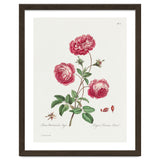 John Edwards – Larger Provence Rose (1770–1775) thumbnail