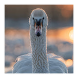 Close Up Portrait Of A Majestic Swan (Print Only) thumbnail