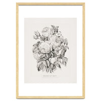 Currier & Ives – Rose of May (1870)