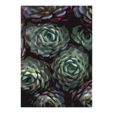 Succulent Plant Ii (Print Only) thumbnail
