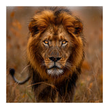 Majestic Lion King Of The Savannah In Dry Grass (Print Only) thumbnail