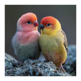 Pair Of Lovebirds Sitting On Rocks (Print Only) thumbnail