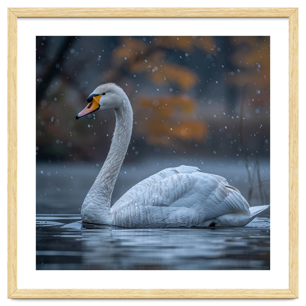 Swan Floating Gracefully On Water In Autumn