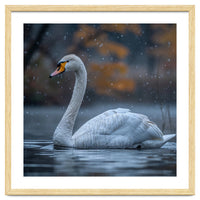 Swan Floating Gracefully On Water In Autumn