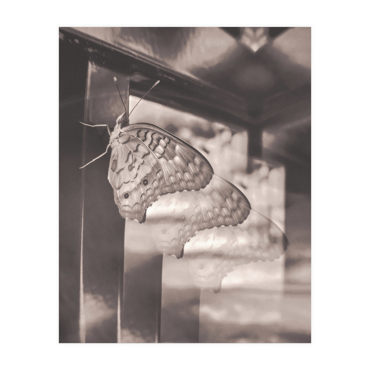 Evolving | Sepia (Print Only)