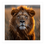 Majestic Lion Face In Golden Hour Sunlight (Print Only) thumbnail