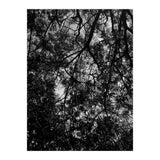 Tree From Below Black Silhouette (Print Only) thumbnail