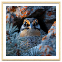 Close Up Falcon Eye Detail In Nest