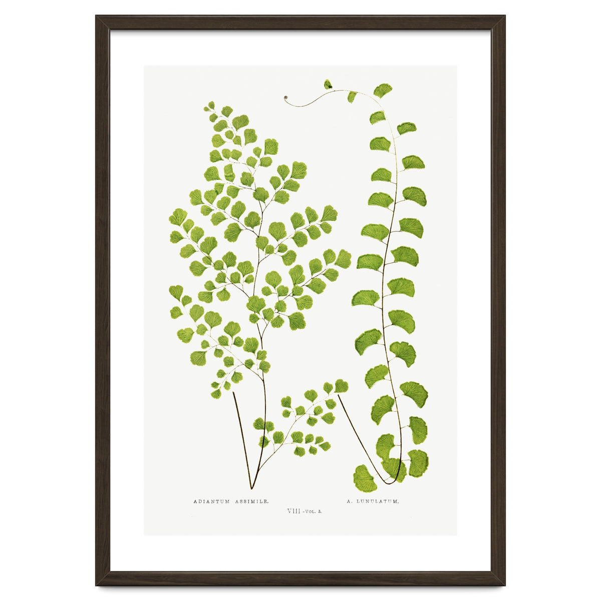 Edward Joseph Lowe – Adiantum Assimile and Adiantum Lunulatum (1856–1860)