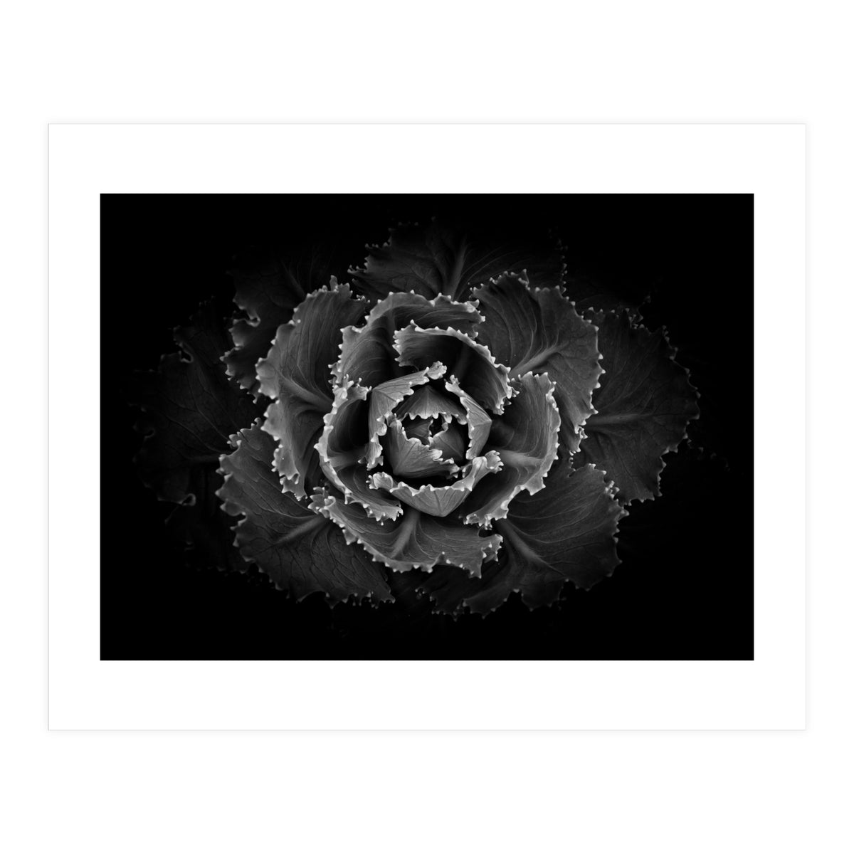 Backyard Flowers In Black And White No 101 (Print Only)