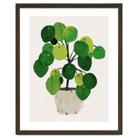 Pilea Plant