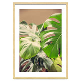 Monstera Mix thumbnail