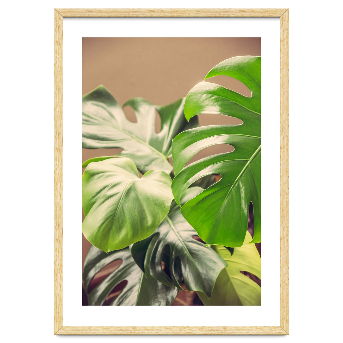 Monstera Mix